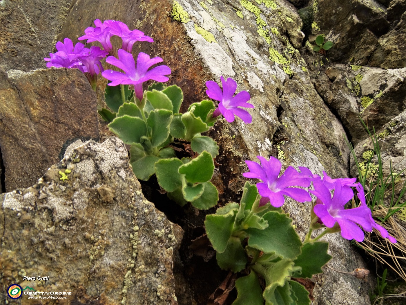 66 Primule irsute (Primula hirsuta) sulle rocce alla Bocchetta Triomen.JPG